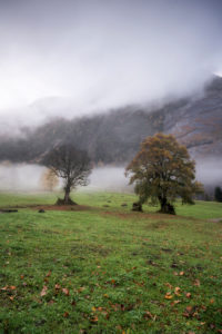 Switzerland, Glarus, trees in the fog, autumn Switzerland, Glarus, trees in the fog, autumn